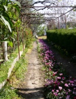 Cyclamen driveway